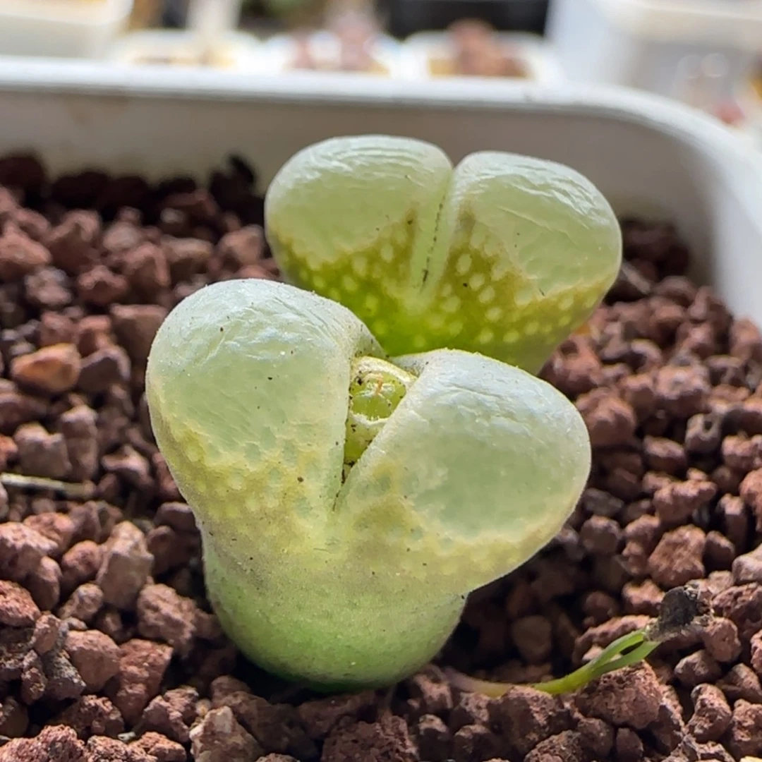 【闪购商品】0838小蛮腰粉风铃