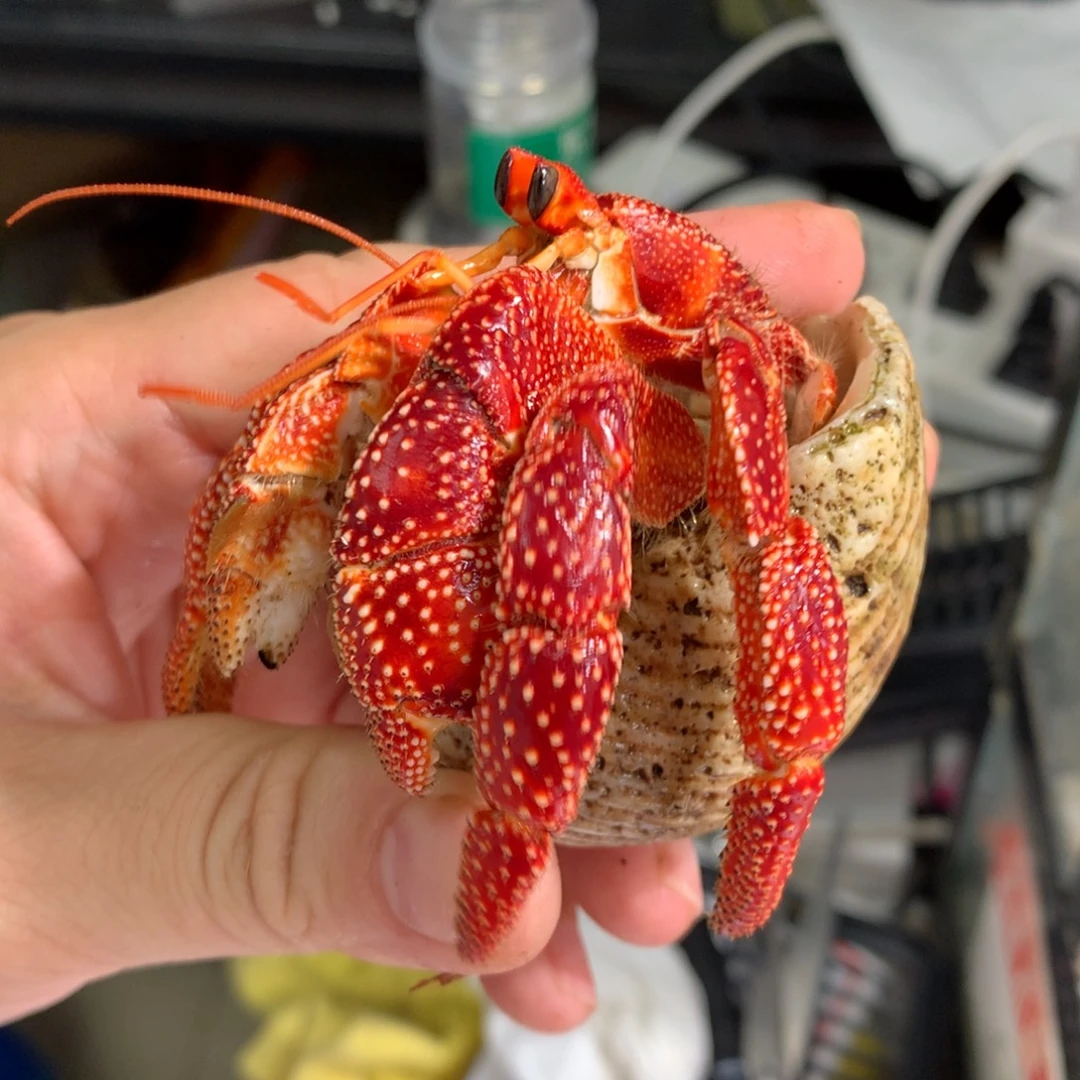 米***咪草莓出售不退不换.3.2