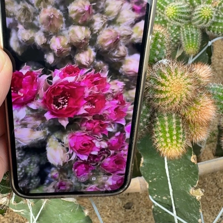 291白檀品红之眼无根侧牙小3个