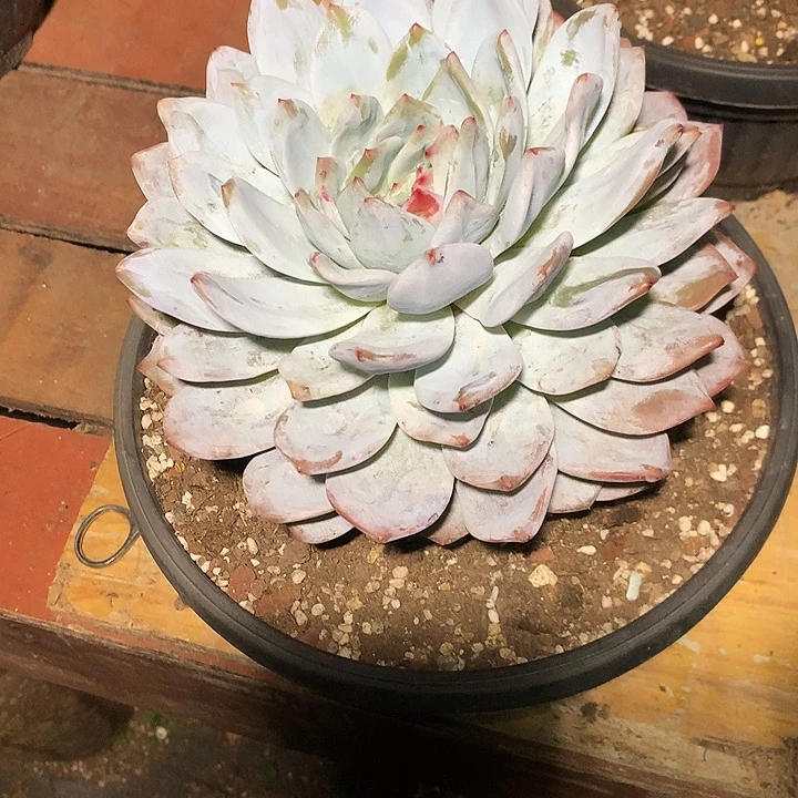 美肉特价活动开始啦