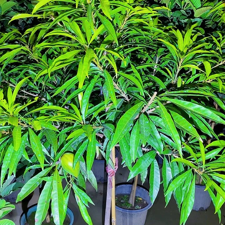 清***）完全开放果树88888888