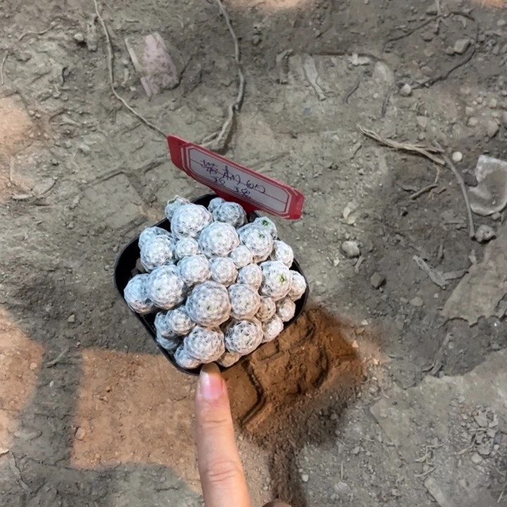 带***瑰吉祥如意是什么吉祥如意