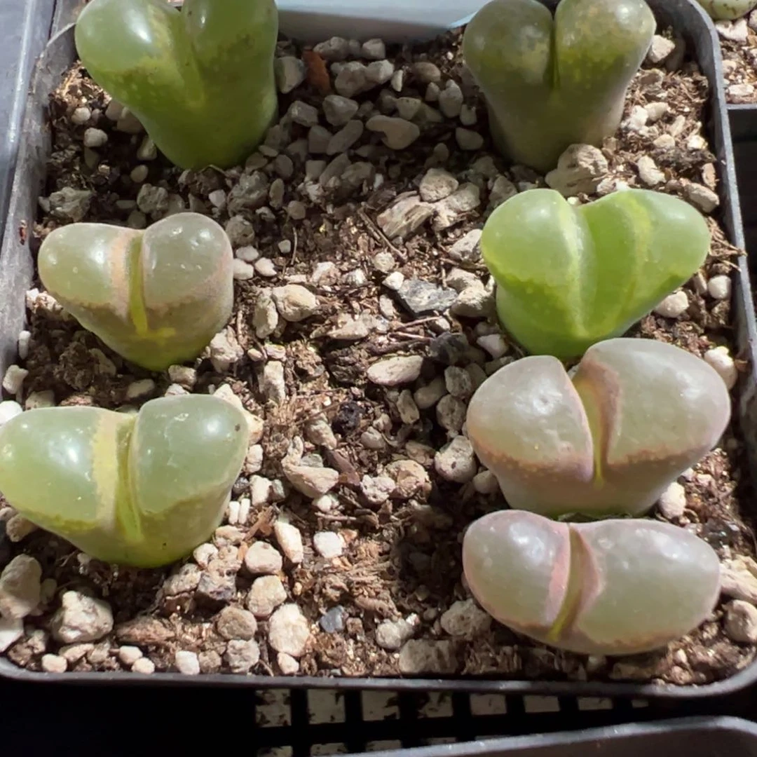 21-49肉锥多肉植物