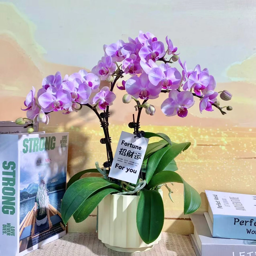 初恋 蝴蝶兰特殊工艺植物上色蝴蝶兰 真花