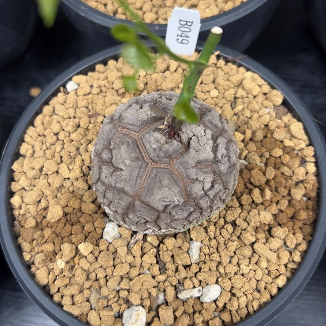 精品盆栽养定的龟甲龙49号