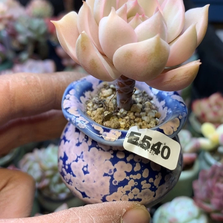 E540一物一拍连盆发