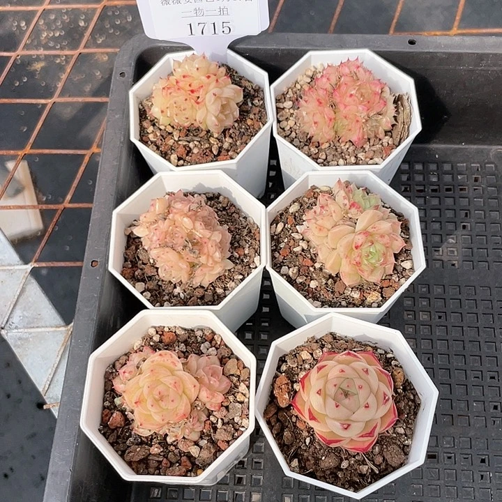 薇薇安园艺多肉1715