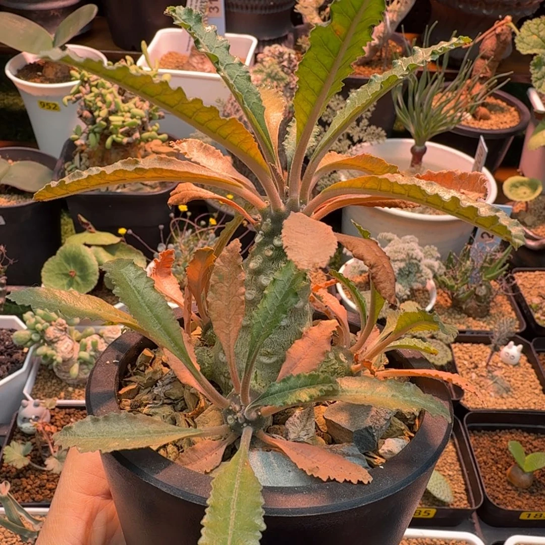 椰子琉桑325 仙人掌