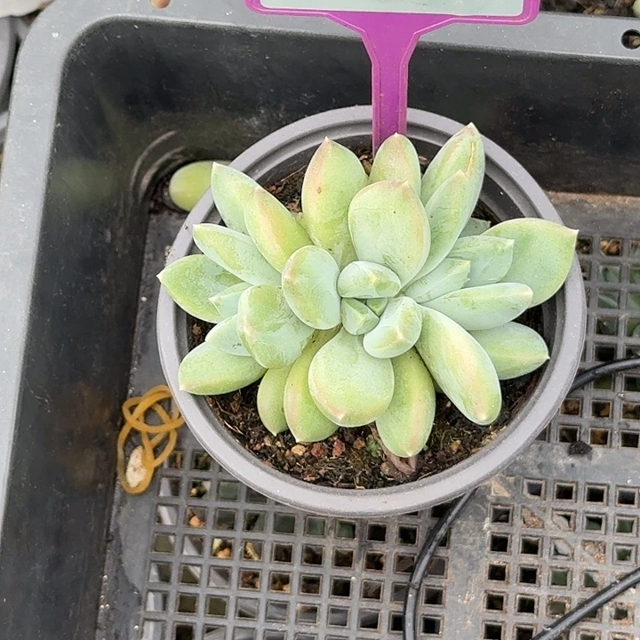多肉植物胖体哥特杂781