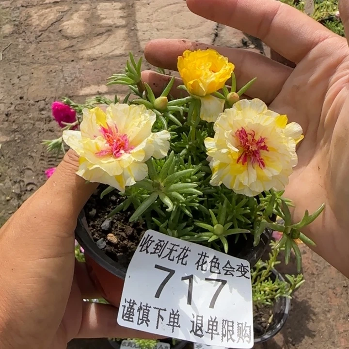 无花朵717超小苗盆口10cm