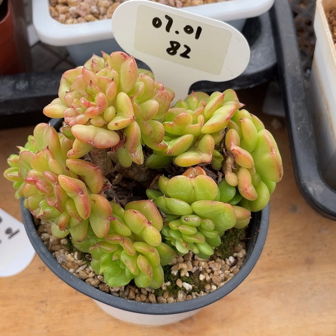 真***了萌肉小筑0701-82蜡牡丹