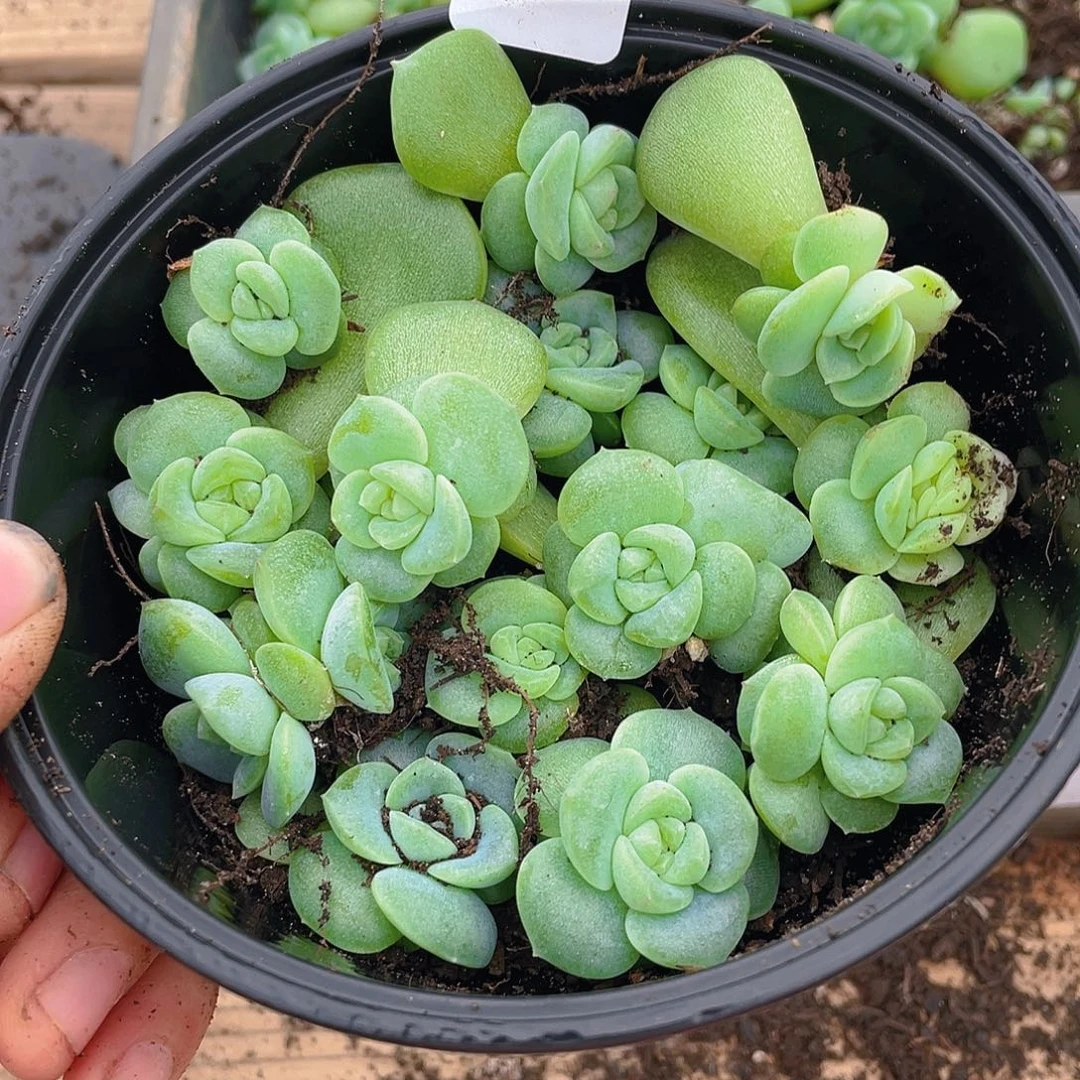 ^****多肉植物多肉植物174