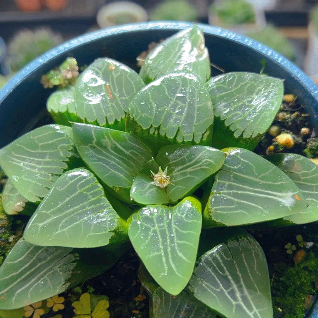 加仑盆月影母本玉露