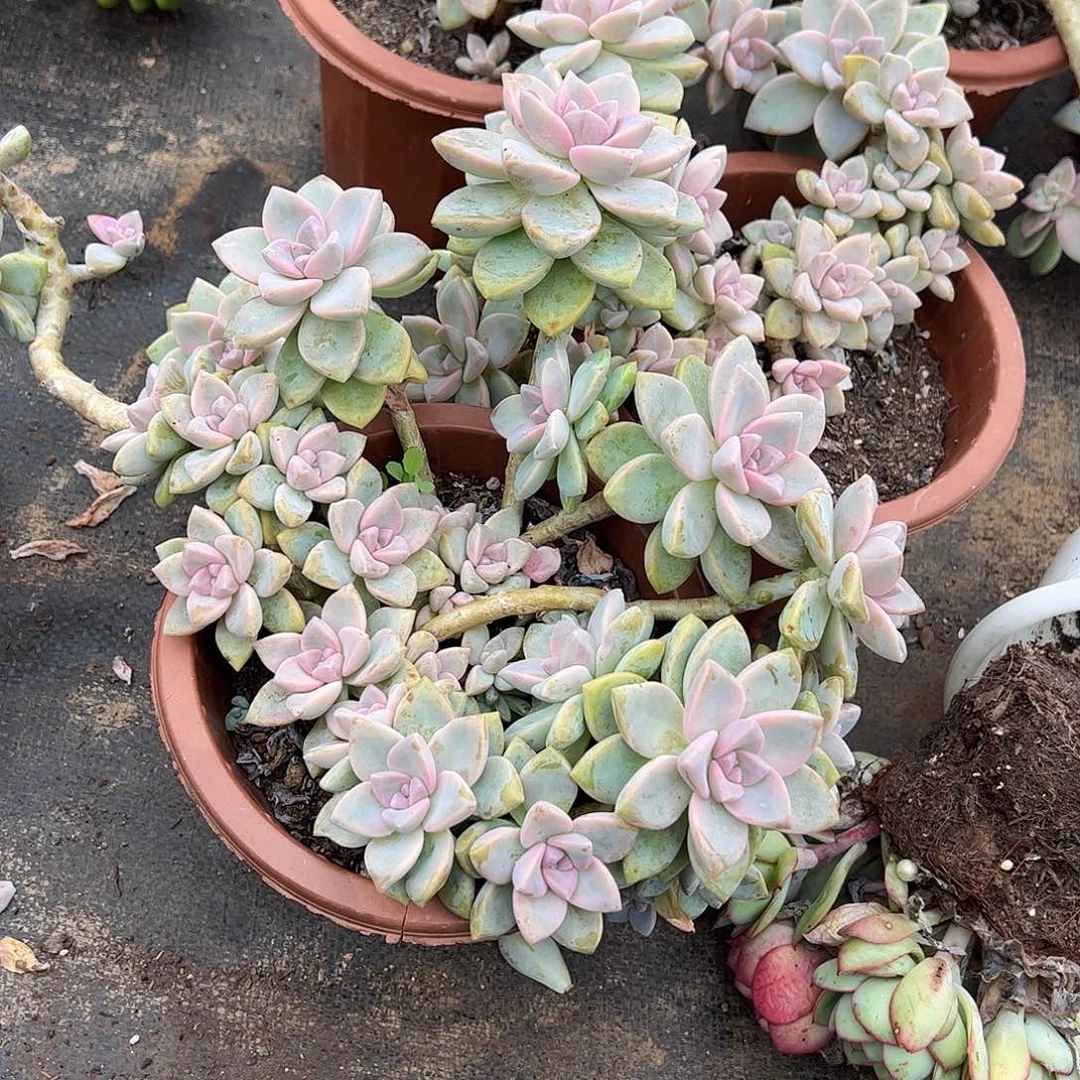 紫雾多头造型精品特价