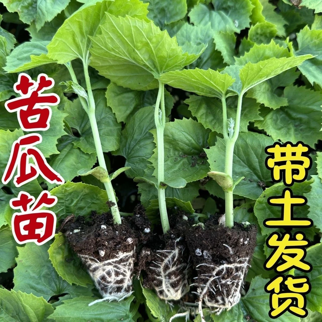 苦瓜秧苗带土球蔬菜苗高产早熟翡翠绿苦瓜苗大肉苦瓜苗