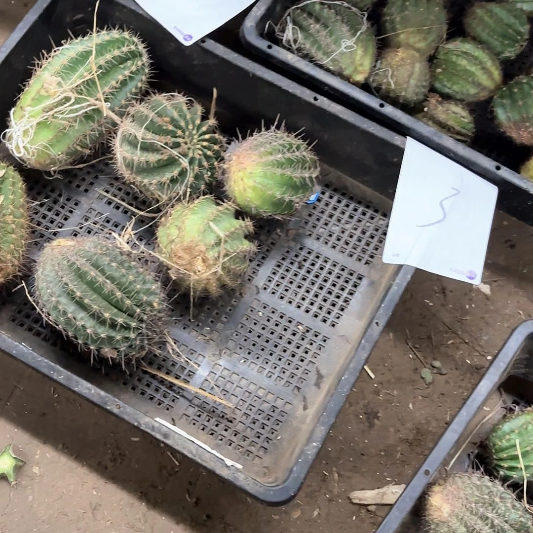 3 混品侧牙瑕痴无售后