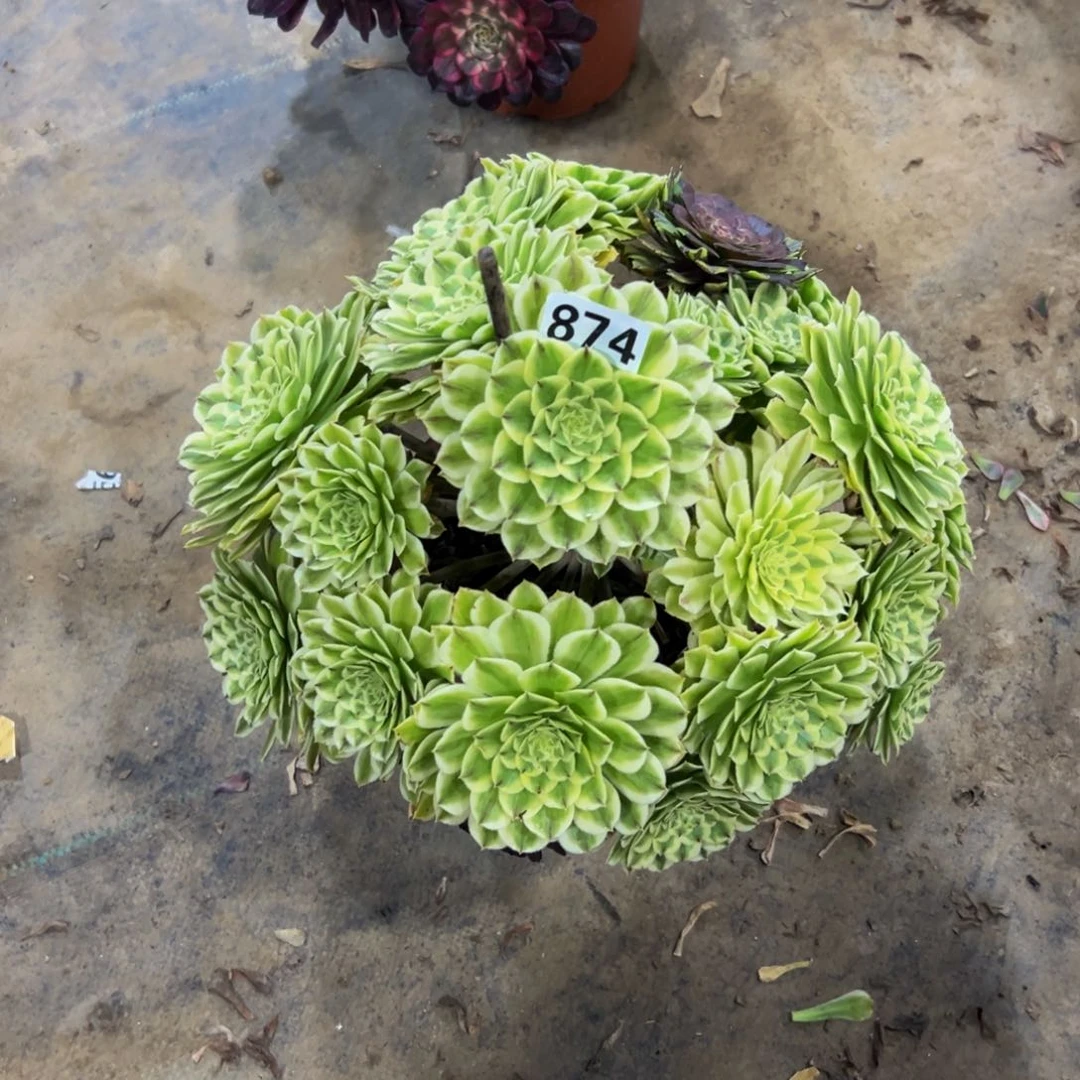 大*874碧浪88888888多肉