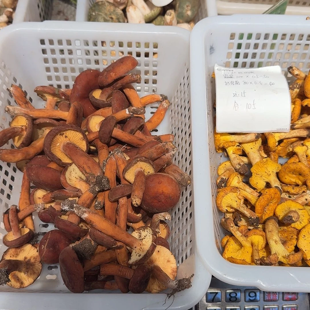 社***我青头菌中国大陆菌子