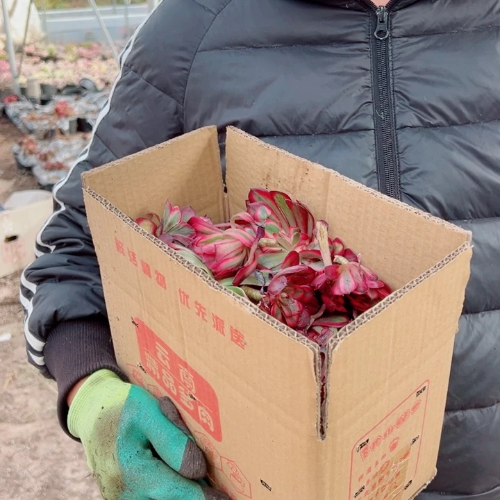 砍头苗满箱多肉法师