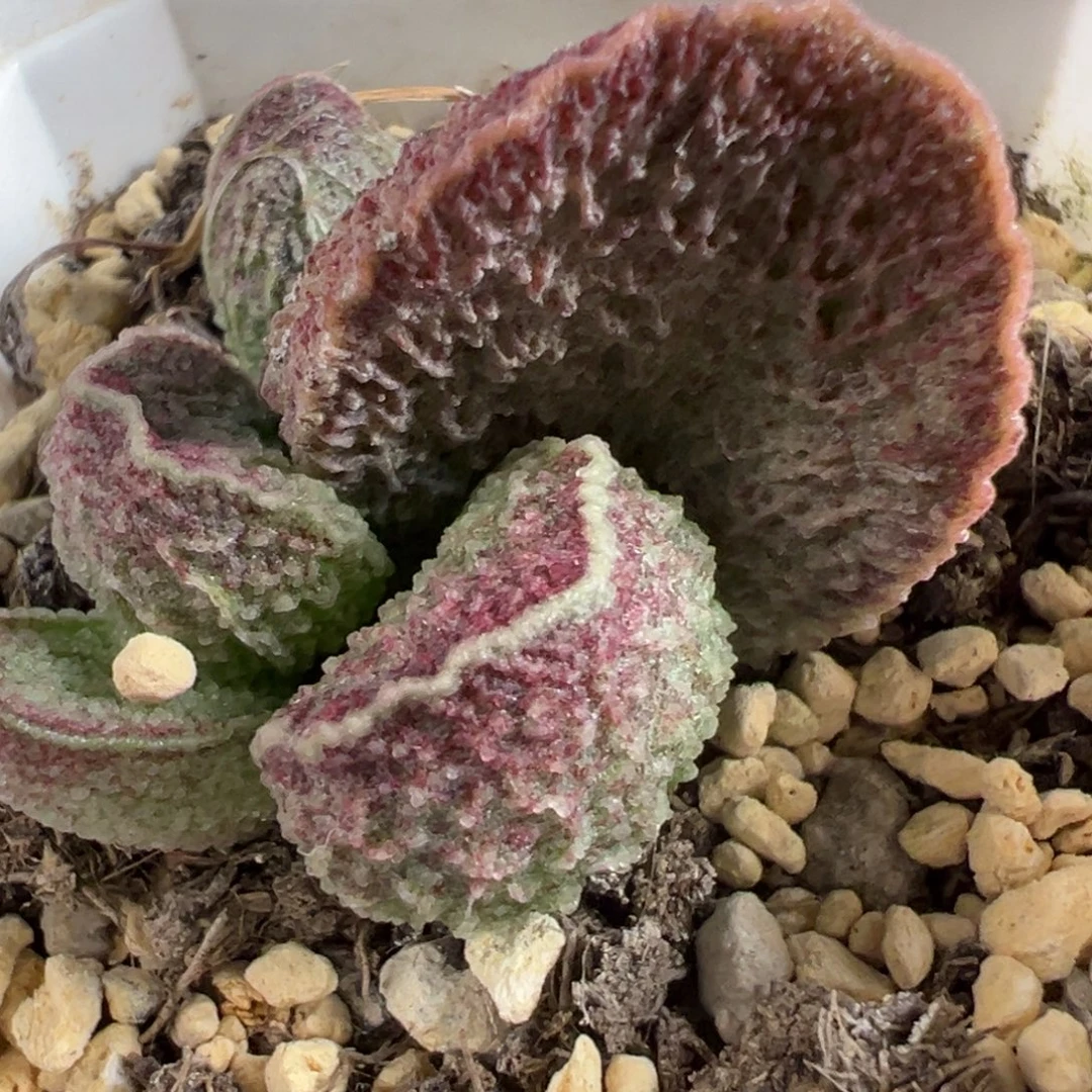 实生新品大苗多肉植物水泡多肉植物