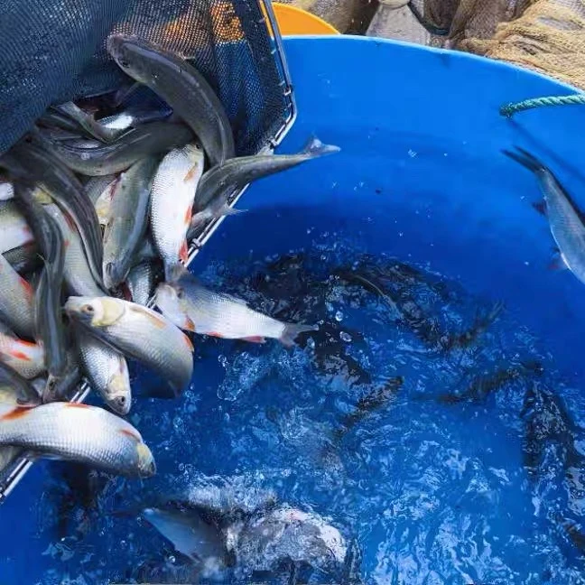 生态瘦身雅罗鱼-地下溶洞冷泉水养殖-绿色健康（仅供重庆四川）