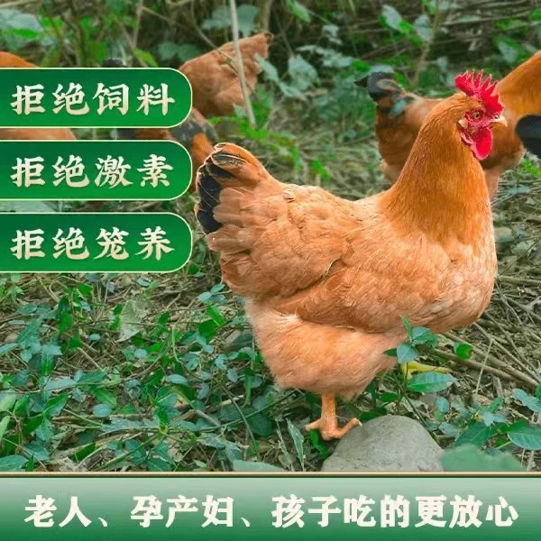 【老母鸡】正宗散养两年跑山鸡京东冷链发货