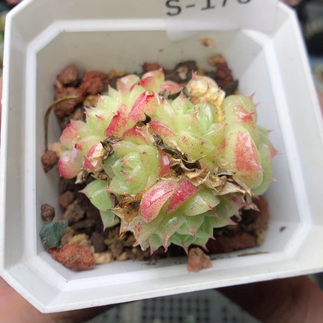 S176y y y y y y y y