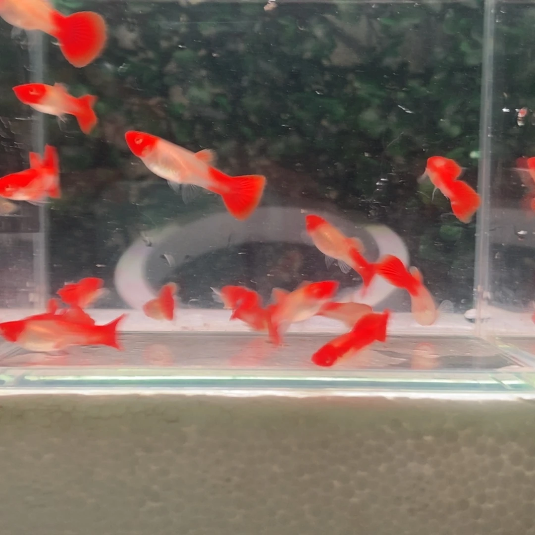 孔雀鱼缸养精品鸿运当头25块钱3对送1对