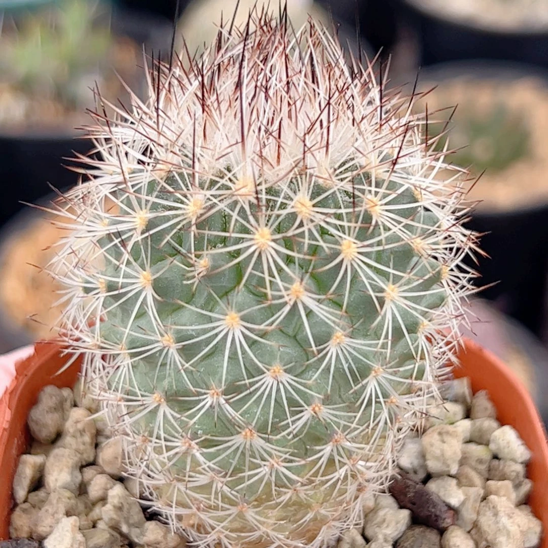 白琅玉实生仙人球