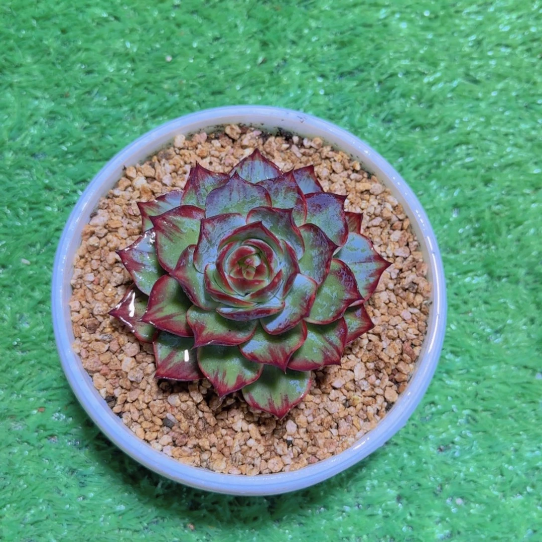 金鸿多肉植物 00000