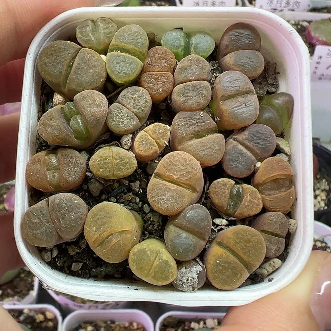 710蛋糕风铃带盆土发货