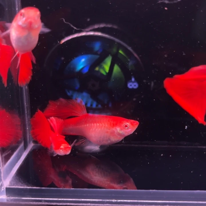 孔雀鱼超血血红2对