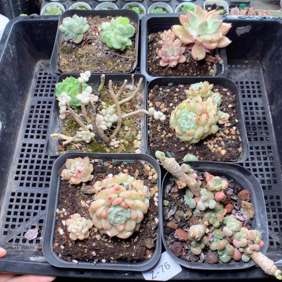 无花朵Z76一英语英语英语英语英语英语