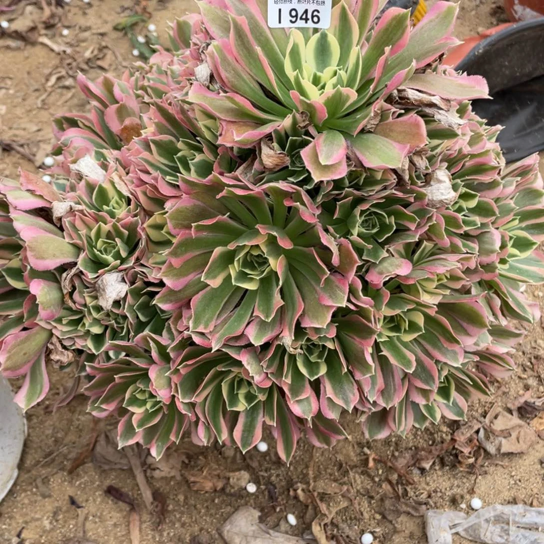 946桃花石多肉法师断枝不包