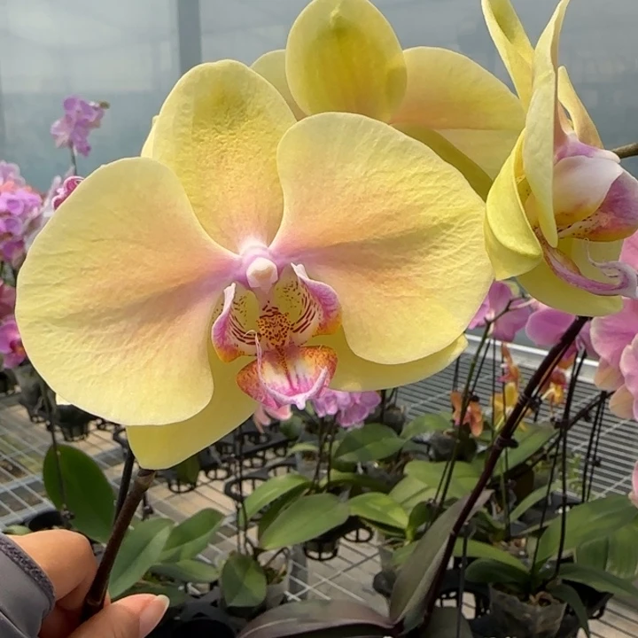 完全开放M425剪梗