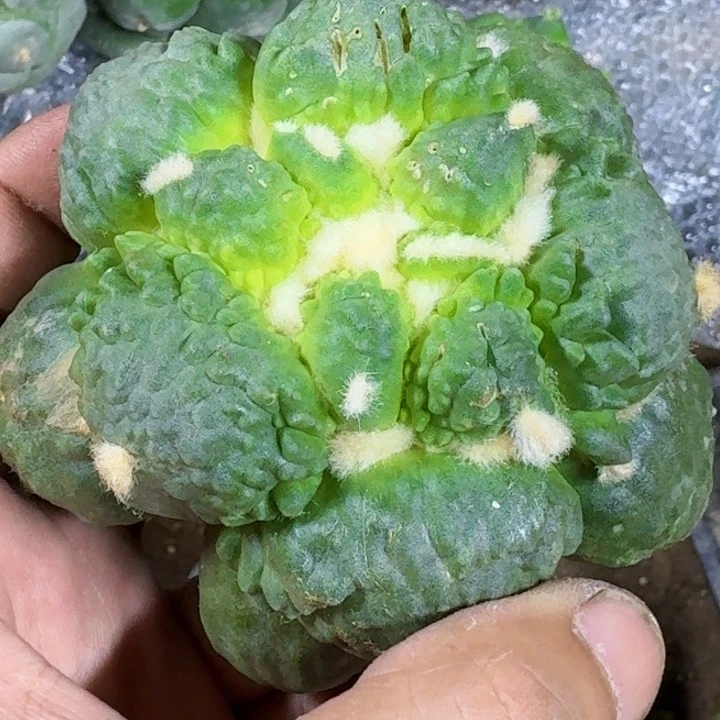 叫***行无花朵福利苗接蛋怒472