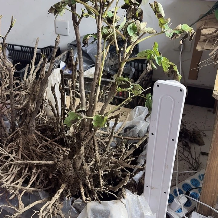 无花朵芳红金凤凰111111111
