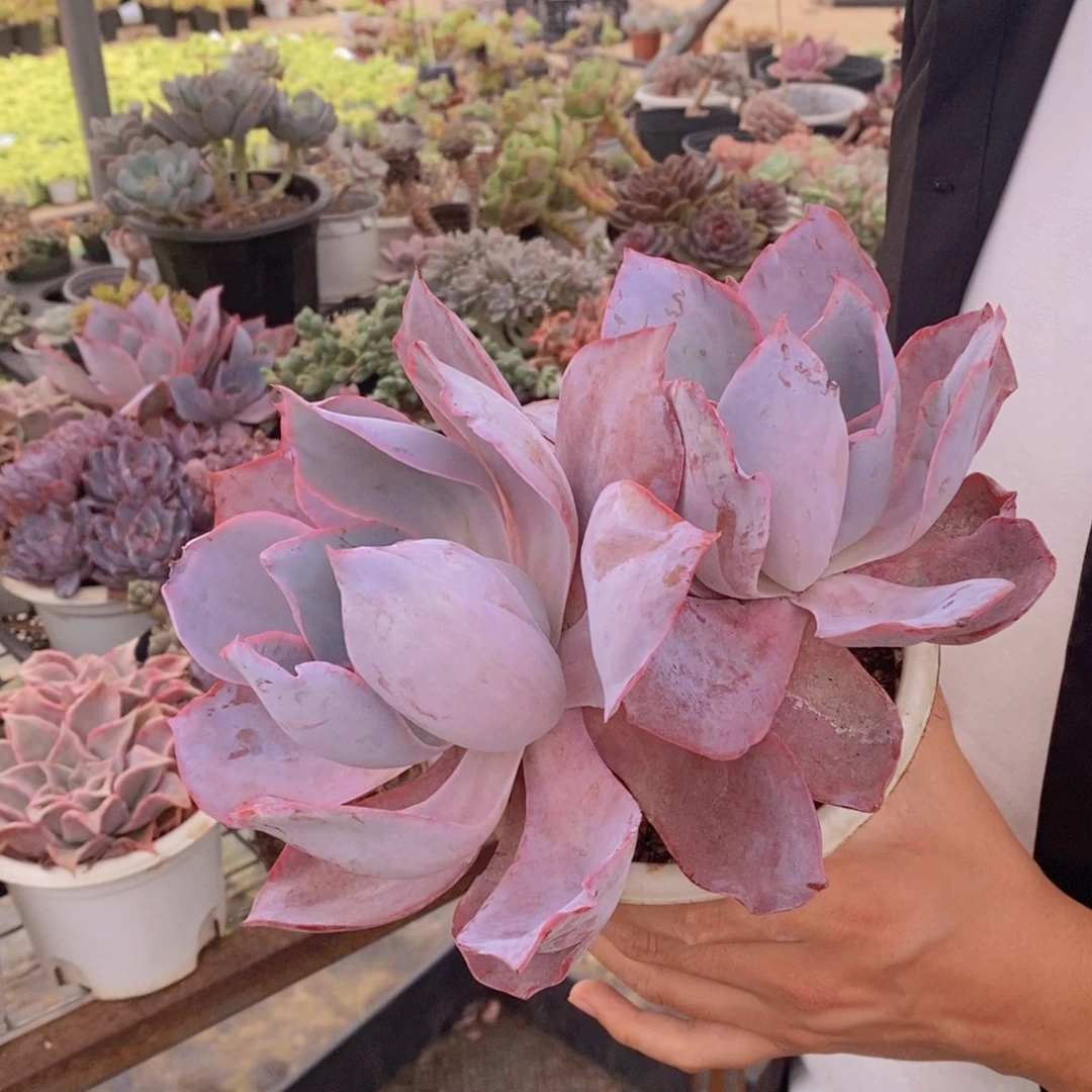 双头起发晚霞仙子一盆