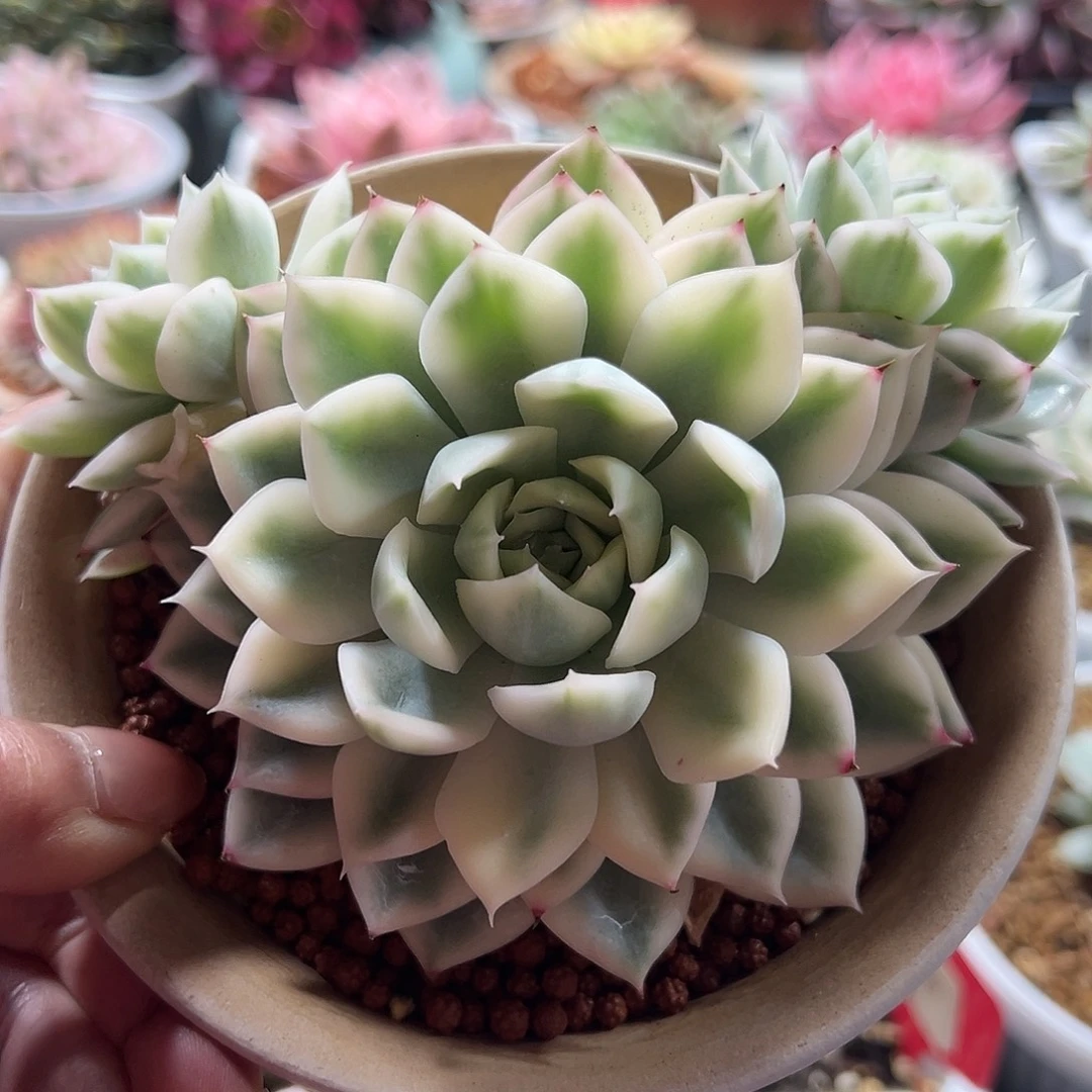 月亮仙子锦带两个侧芽