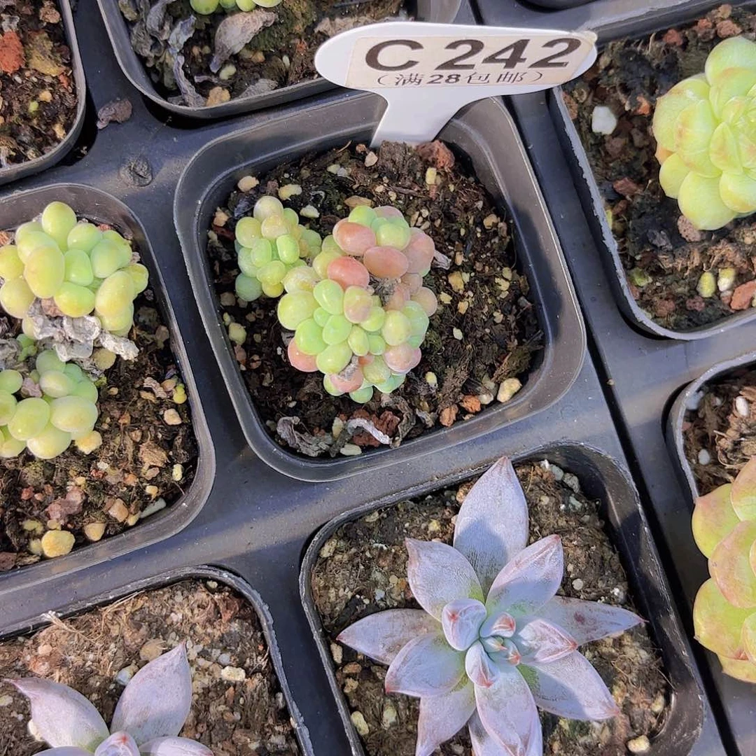 C242鱼子酱一物一拍
