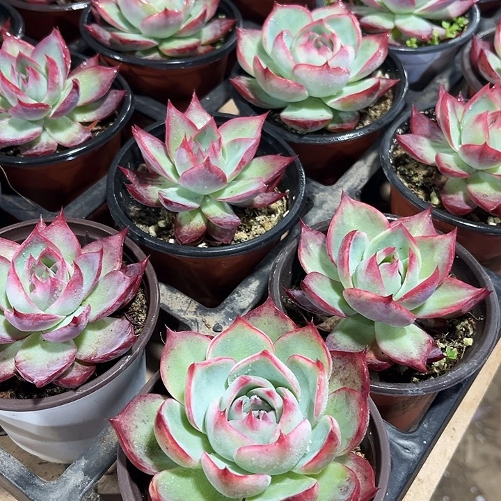 2棵精品大惊鸿仙子多肉植物