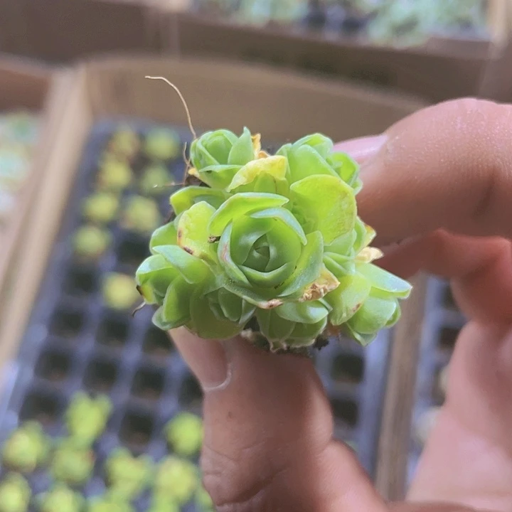 山地玫瑰精品玫瑰