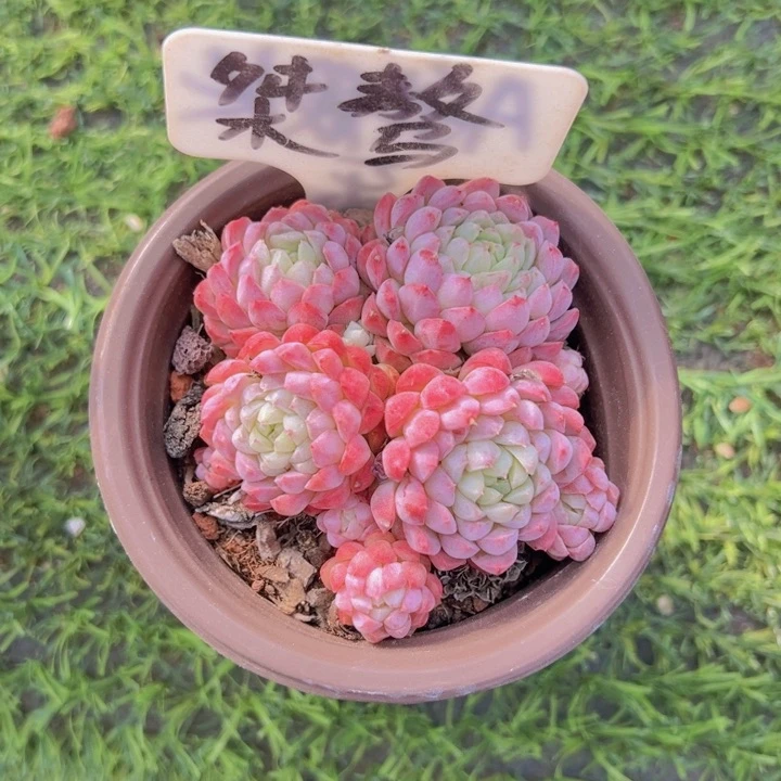 健健康康平平安安