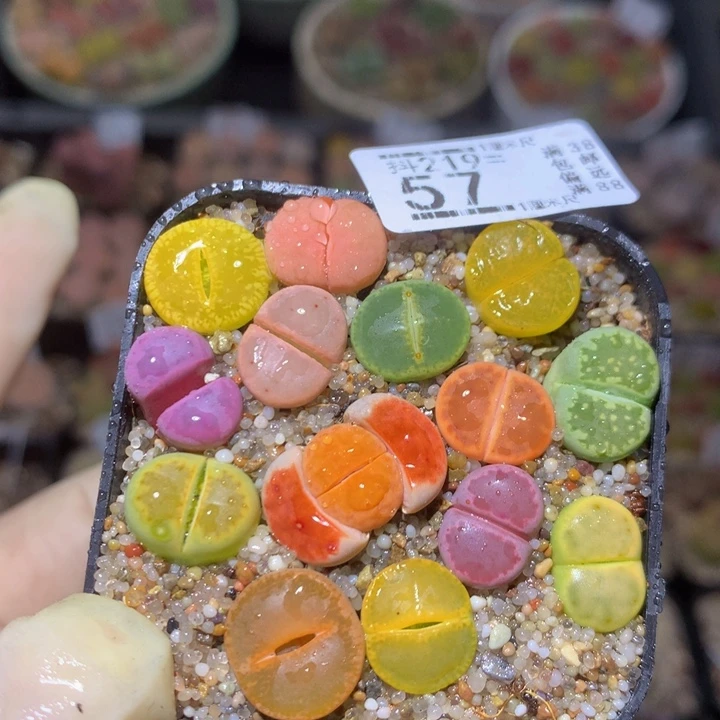 精品生石花219.57