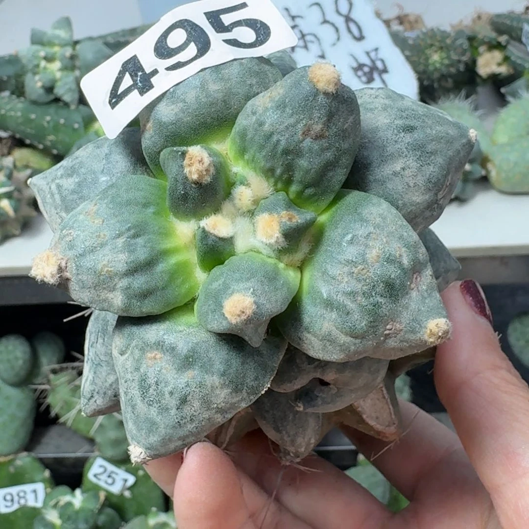 【闪购商品】无花朵为*丸尤怒涛495