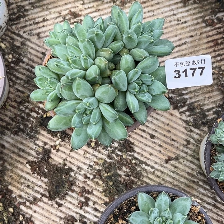 阿雅园艺。         3177