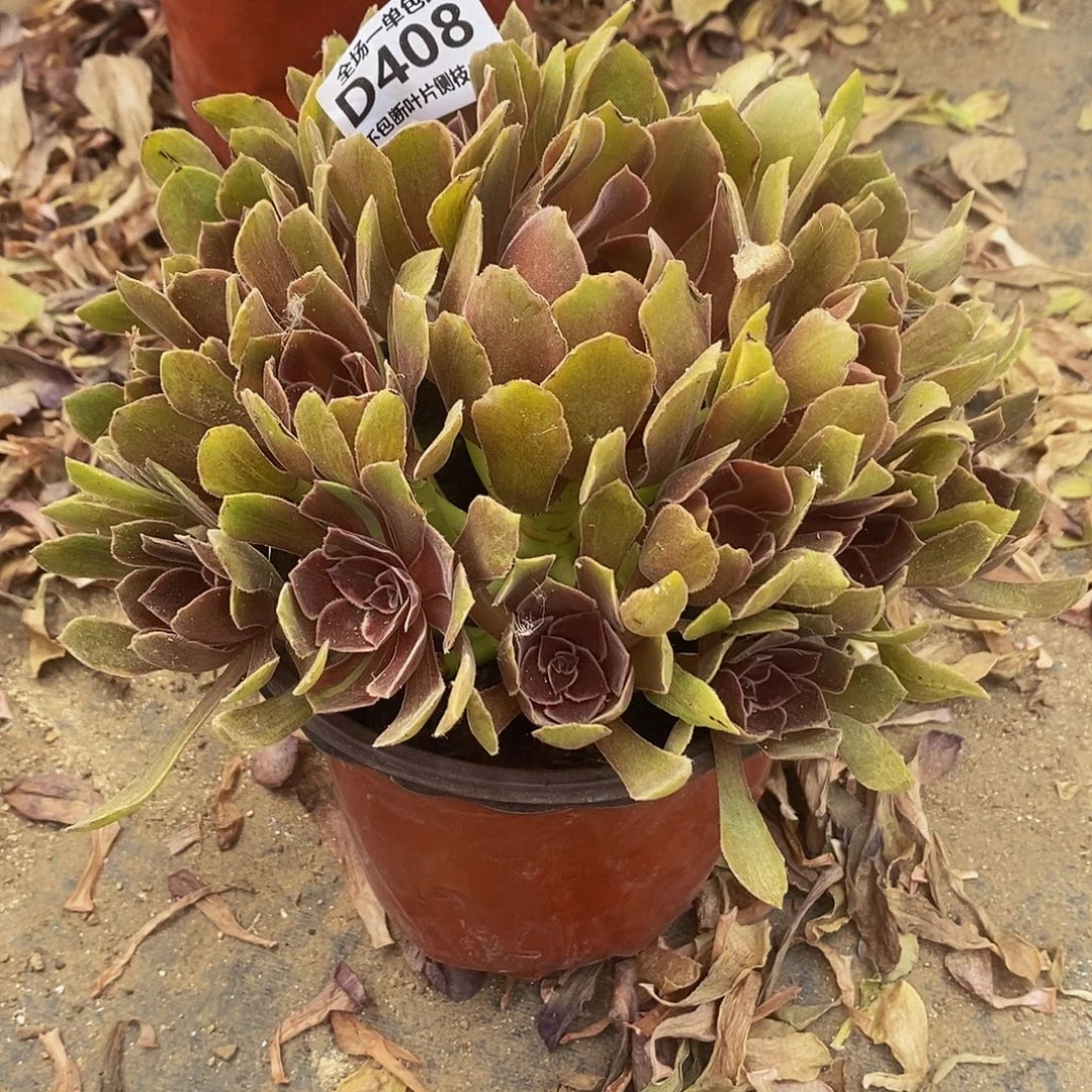 408恶魔之吻多肉法师