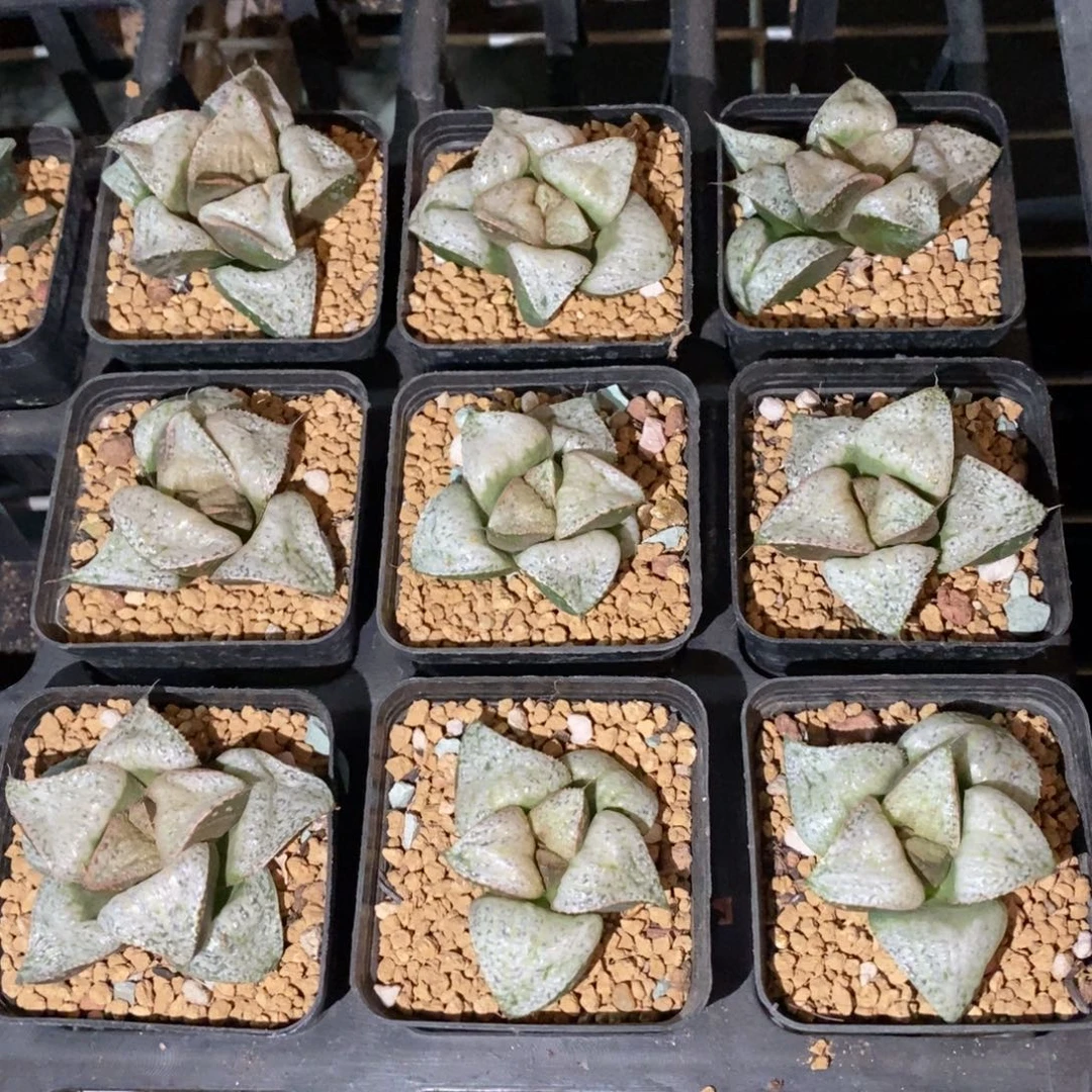 泰姬陵一颗 元旦福利