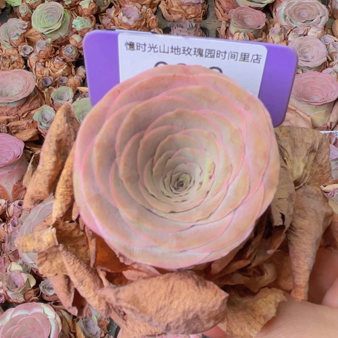 山地玫瑰0013裸根发货断枝不包损不售后