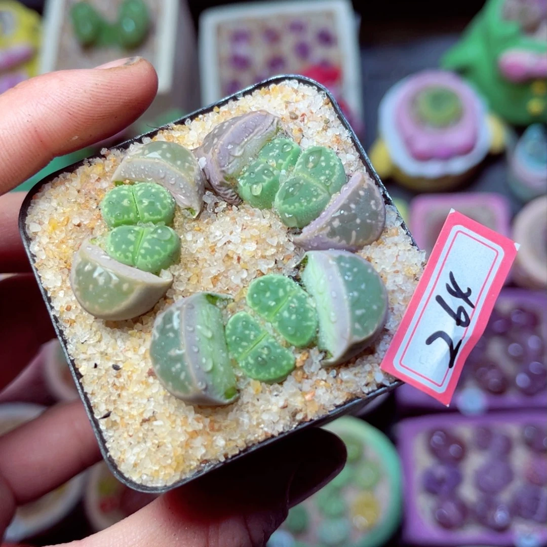 264生石花带盆发